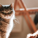 Слот Dog House Megaways как символ восстания против игровой системы