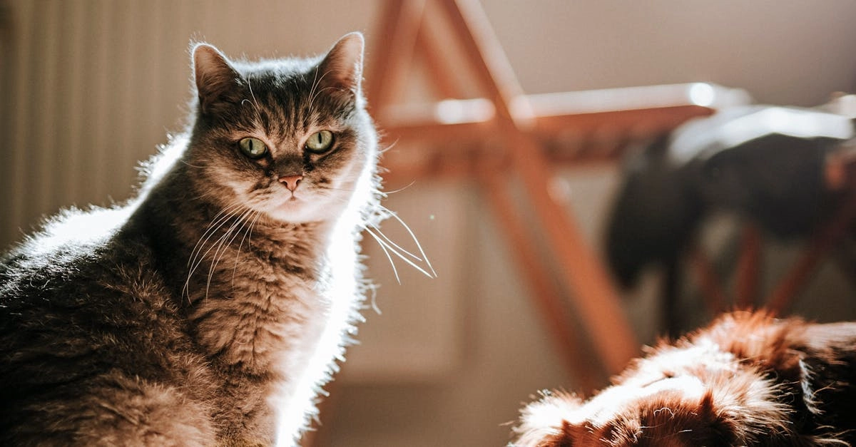 Слот Dog House Megaways как символ восстания против игровой системы