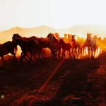 Революционный анализ слот игры Mustang Gold против системы казино