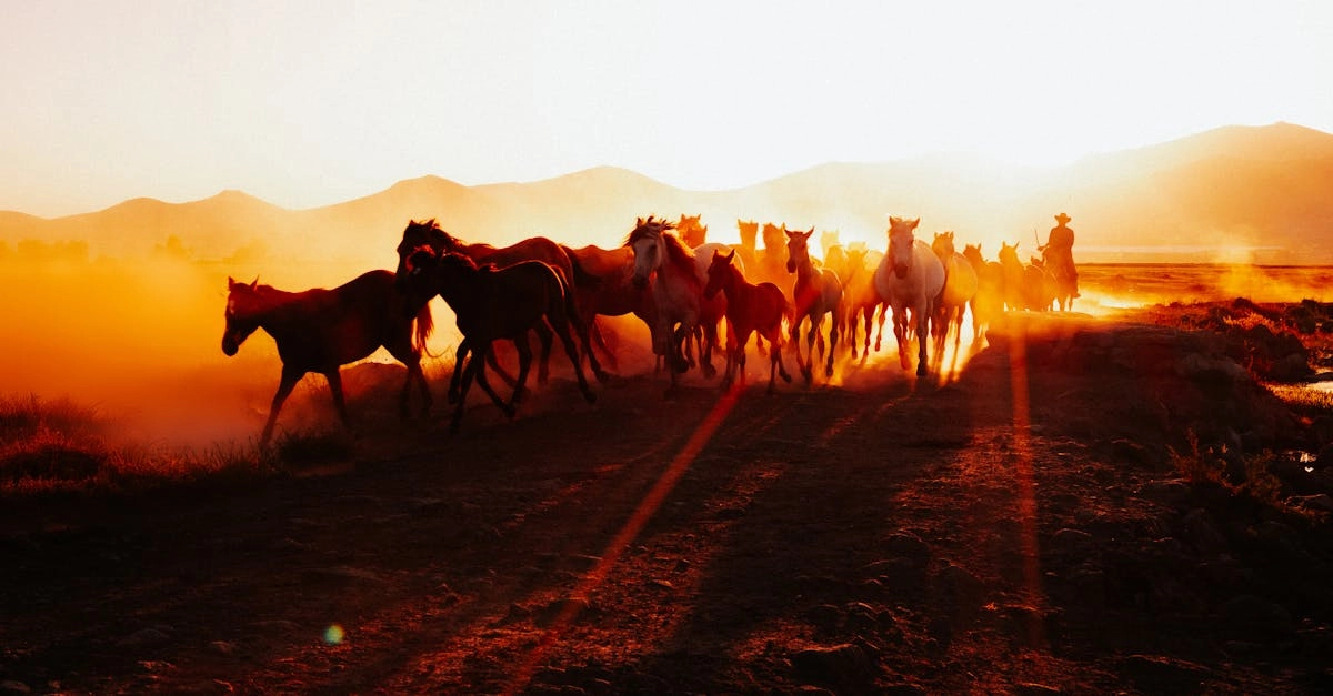 Революционный анализ слот игры Mustang Gold против системы казино