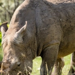 Great Rhino революционная игра против скучных развлечений