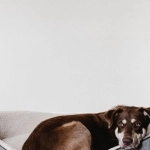 Слот The Dog House как символ бунтарства в игровой индустрии