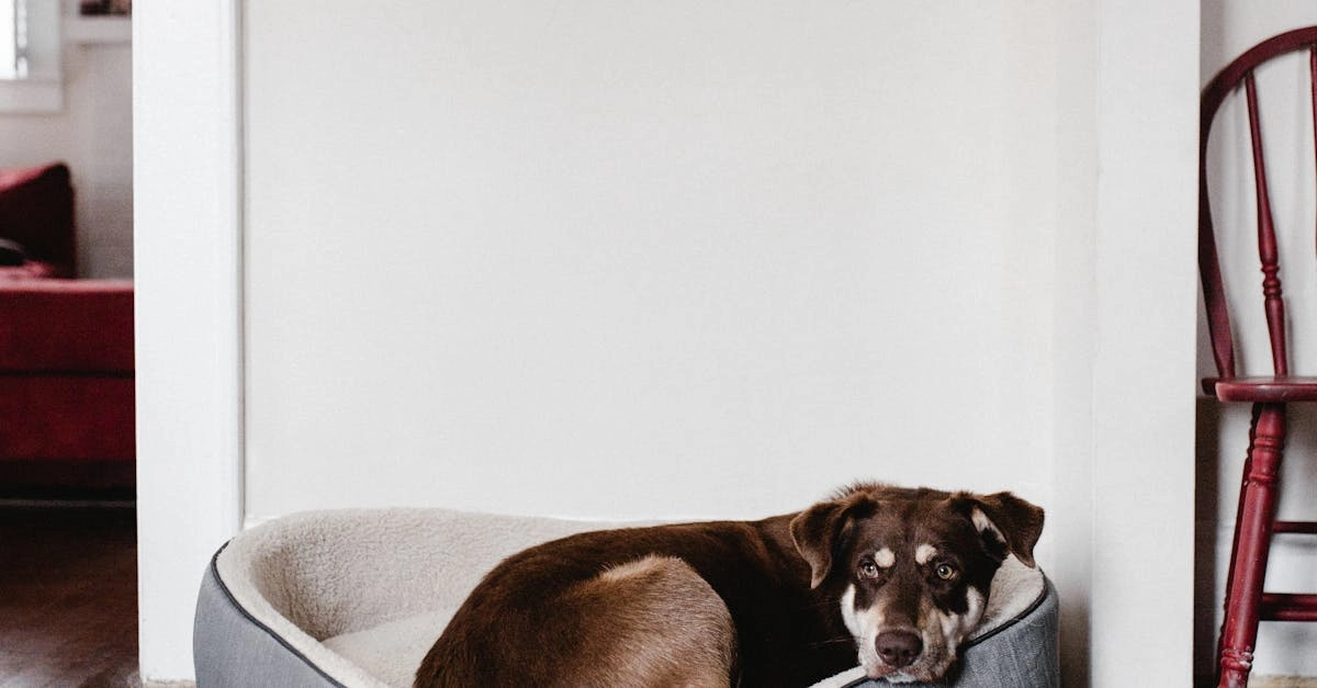 Слот The Dog House как символ бунтарства в игровой индустрии